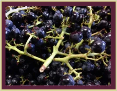 Par quel(s) terme(s) furent désignées ces "opérations", par les travailleurs sociaux eux-mêmes ?