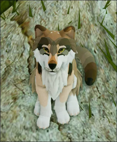 On peut y croiser des loups.