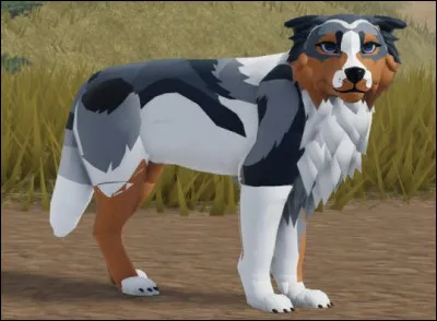 On peut y croiser des chiens.