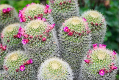 Quelle est cette plante ?