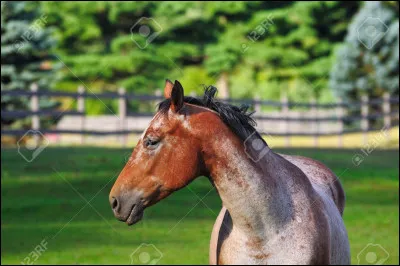 Quelle est la robe de ce cheval ?