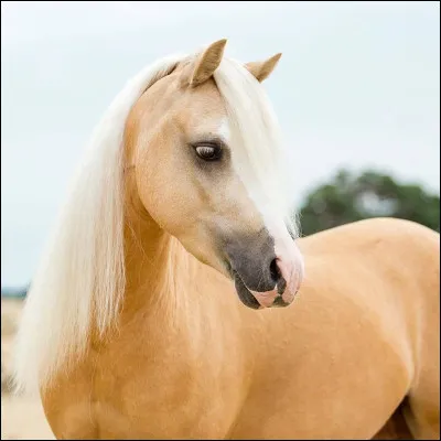 Quelle est la robe de ce cheval ?