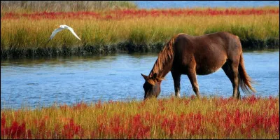 ¿Qué es este animal ? 
Autrement dit : Quel est cet animal ? de la question 4 à la fin.