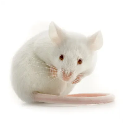 ¿Qué es este animal ?