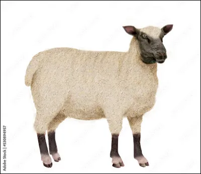 ¿Qué es este animal ?