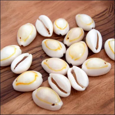 Quel est le nom de ce coquillage, souvent utilisé comme bijou ou objet de décoration ?