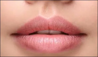 Comment est appelée la ligne formée par la courbe supérieure de la lèvre ?