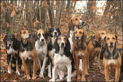 Choisis une race de chien parmi les suivantes.