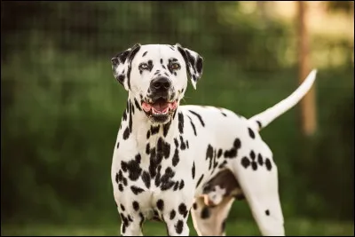 Quelle race de chien commence par un D et finit par un N ?
