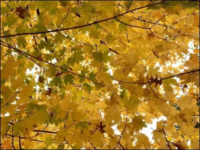 Qu'est-ce qui est représenté sur le drapeau ?