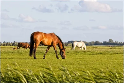 Comment féliciter un cheval après un exercice ?