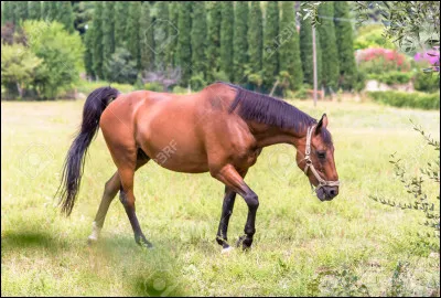 Et pour finir dans ce sujet, un truc incompréhensible mais tellement rigolo. Où est l'apophyse zygomatique ?