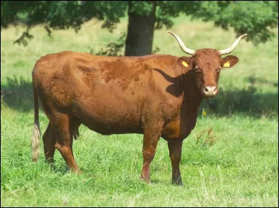 Quelle est cette race de vache présente depuis longtemps dans les monts du Cantal ?