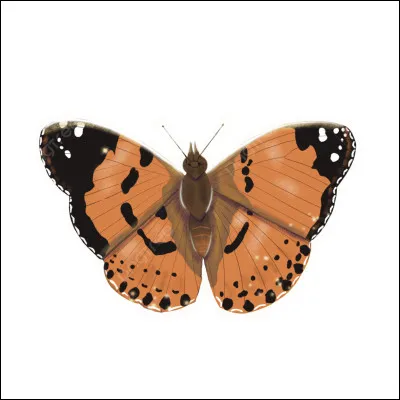 Bien, comment dit-on ''papillon'' en anglais ?