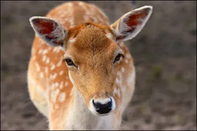 Comment dit-on ''biche'' en anglais ?