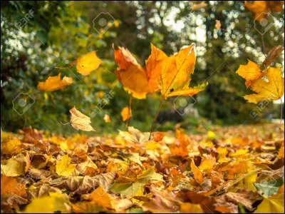 Quel est le pluriel de ''leaf'' (feuille) en anglais ?