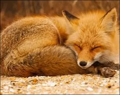 Complétez : Avoir un mal de