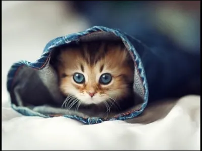 Mon premier ne brille pas par son intelligence, mon second ne dit pas la vérité, mon troisième roule sur une piste, mon tout est souvent suivi d'envoi !