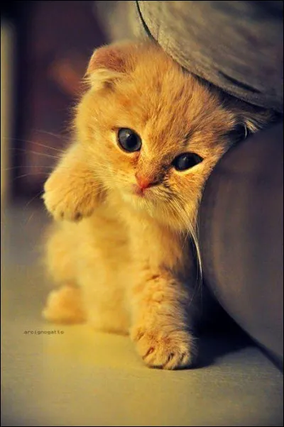 Mon premier adhère, mon second donne la fièvre, mon troisième peut avoir de l'acné, mon tout arrose Austin au Texas !