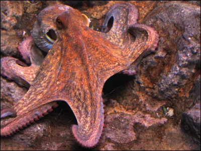 Quelle océan n'existe pas ?