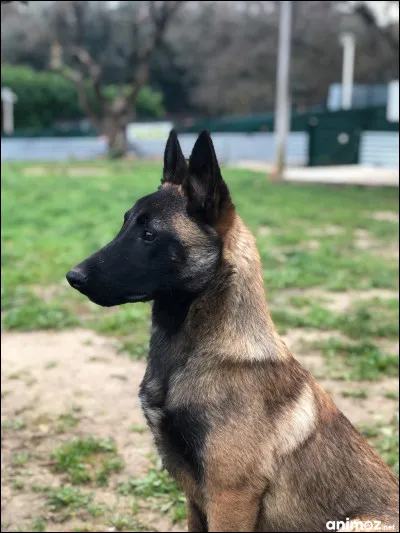 Certains les confondent, je suis un...