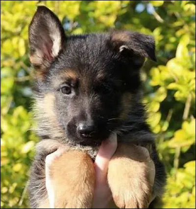 Ma copine en a un, c'est un...