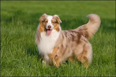 Et moi, je suis un...