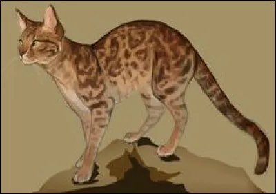 Qui a été l'apprenti d'Étoile du Léopard ?