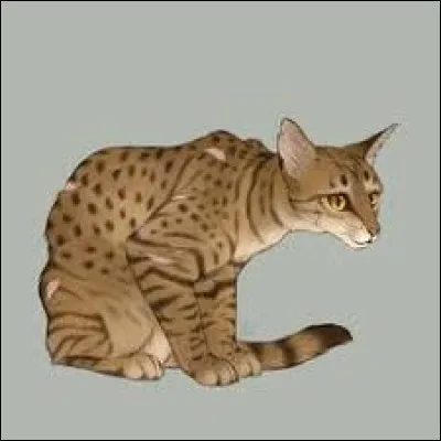 Quelle est la description d'Étoile du Léopard ?