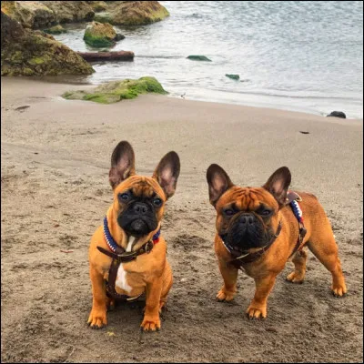 Est-ce que le bouledogue français est dangereux ?