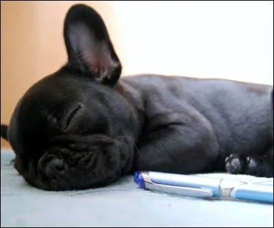 Est-ce qu'un bouledogue français dort beaucoup ?