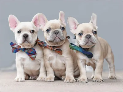 Quel est le prix moyen d'un bouledogue français ?