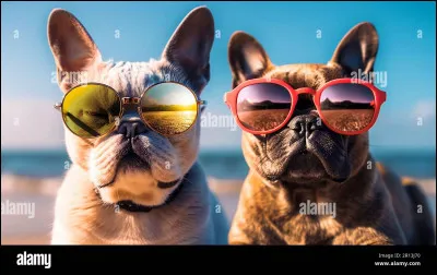 Est-ce que le Bouledogue Français peut rester seul ?