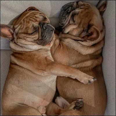 Pourquoi le nom bouledogue français ? (signification)