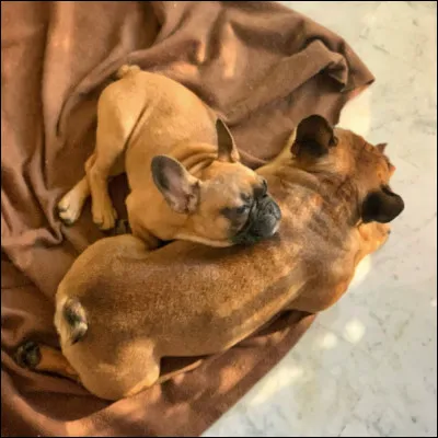 Est-ce que le bouledogue français sait nager ?