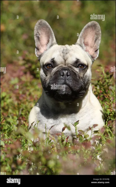 Est-ce que le bouledogue français peut vivre en appartement ?