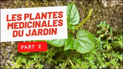 Le mot "apothicaire" qui désignait le pharmacien trouve son origine dans le fait de jardiner et cultiver des plantes médicinales. ..