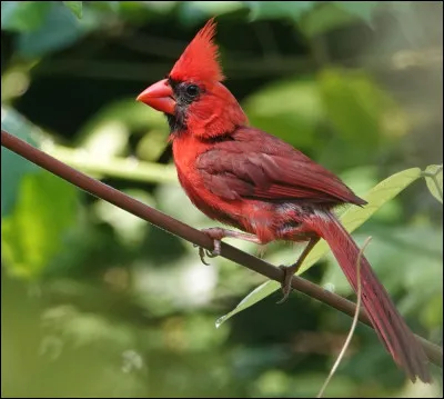 Comment se nomme cet oiseau ?