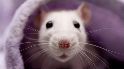 Et quel est cet animal ?