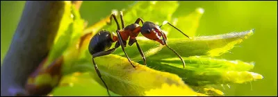 Et le dernier, quel est cet animal de compagnie, enfin, plutôt insecte de compagnie ?