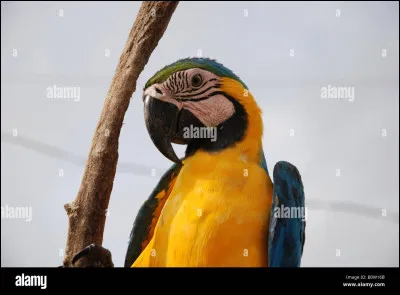 Et ici, c'est un/une :