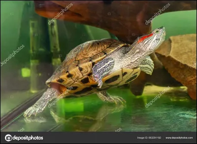 Quelle est cette petite bête ?