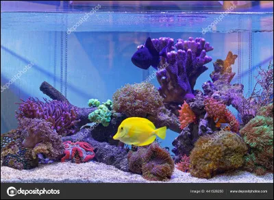 Et cette petite créature, qu'est-ce donc ?