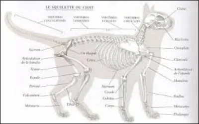 Si tu devais choisir un élément pour ton corps, que choisirais-tu parmi ceux-ci ?