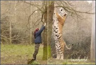 La photo ne laisse aucun doute sur sa taille, lui aussi vit en Asie mais dans un environnement différent !