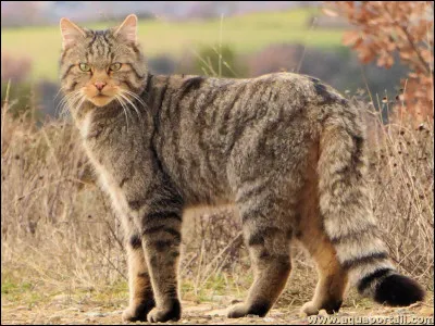 Non ce n'est pas le minou que vous avez chez vous, mais alors qui est-il ?