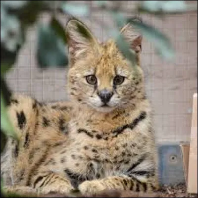 Identifiez le félin de la photo !