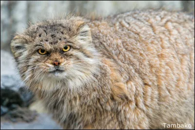 Vous pourrez l'observer dans les montagnes asiatiques, en Chine par exemple !