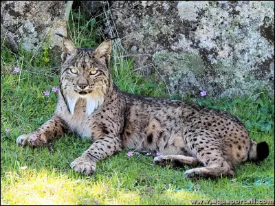 En ce qui le concerne, pas besoin d'aller très loin, il vit en Espagne !