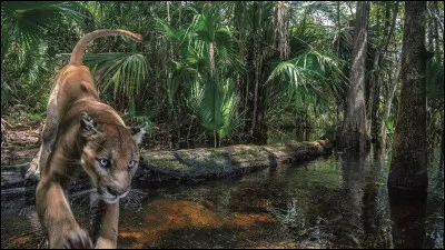 Trouvez l'identité de ce félin, sachant que l'on peut l'apercevoir en Floride !